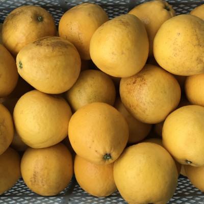 ふるさと納税 玉名市 河内晩柑 訳あり 7kg[規格外品]ご家庭用 サイズ不選別(玉名市)