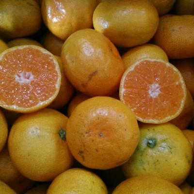 ふるさと納税 玉名市 みかん 訳あり 6kg ご家庭用 [規格外品]サイズ不選別(玉名市)