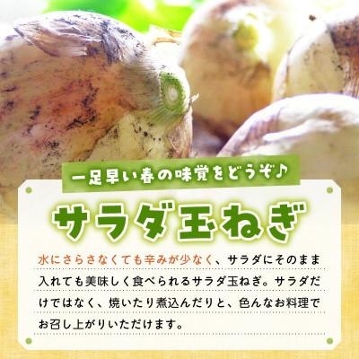 ふるさと納税 南九州市 春を告げるサラダ玉ねぎ5kgの画像