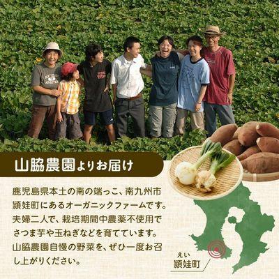 ふるさと納税 南九州市 春を告げるサラダ玉ねぎ5kgの画像