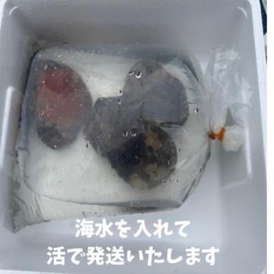 ふるさと納税 由良町 紀州の黒アワビ1kg