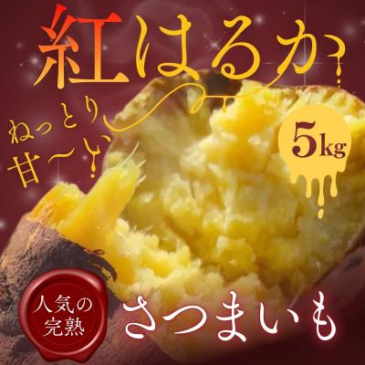 ふるさと納税 河内長野市 紅はるか 生芋 5kg 熟成 数量限定