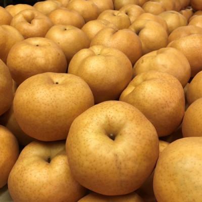 ふるさと納税 京丹後市 【先行予約/数量限定】【訳あり】愛宕梨 優品 5kg(5〜12玉入り)(2026年11月下旬〜発送)_1