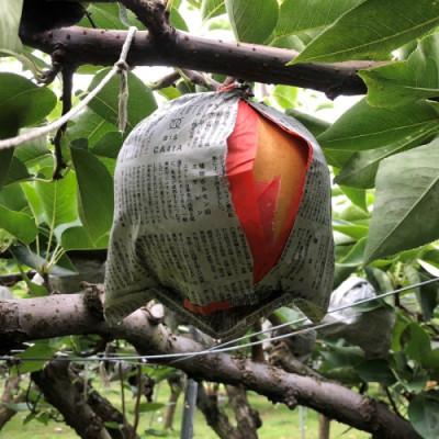 ふるさと納税 京丹後市 【先行予約/数量限定】【訳あり】愛宕梨 優品 5kg(5〜12玉入り)(2026年11月下旬〜発送)_3