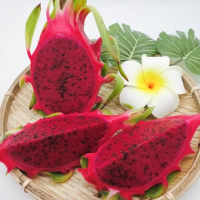 ふるさと納税 今帰仁村 [2026年7月下旬から順次発送]富平農園のドラゴンフルーツ2kg(4〜6玉)