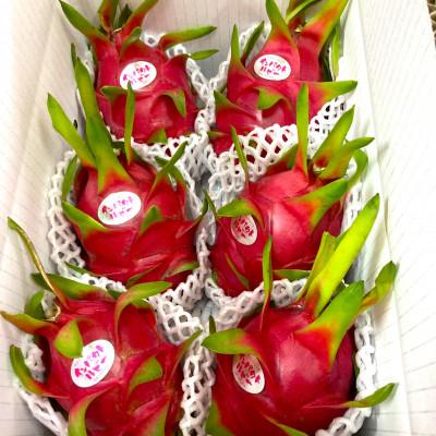 ふるさと納税 今帰仁村 [2026年7月下旬から順次発送]懇謝堂フルーツ園のドラゴンフルーツ2kg(4〜6玉)