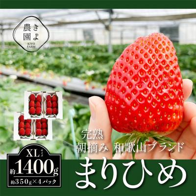 ふるさと納税 和歌山市 先行受付 大粒まりひめイチゴ 朝摘 6個〜11個入×4パック