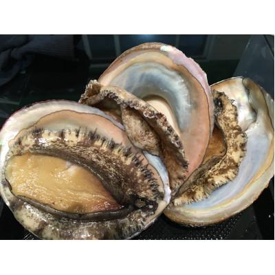 ふるさと納税 八幡浜市 八幡浜発!赤アワビ300g前後!【D22-293】 |  | 01