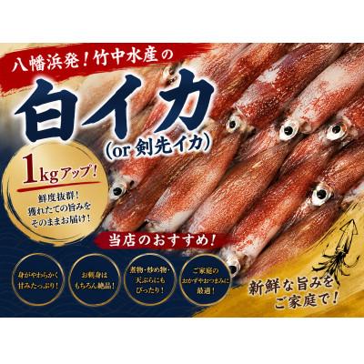 ふるさと納税 八幡浜市 八幡浜発!竹中水産の「白いか1kgアップ」![D22-291]