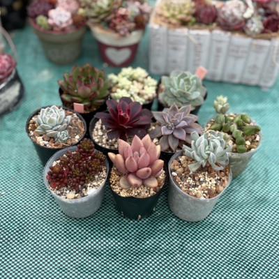 ふるさと納税 松浦市 多肉植物 おまかせ10種 セット 詰め合わせ