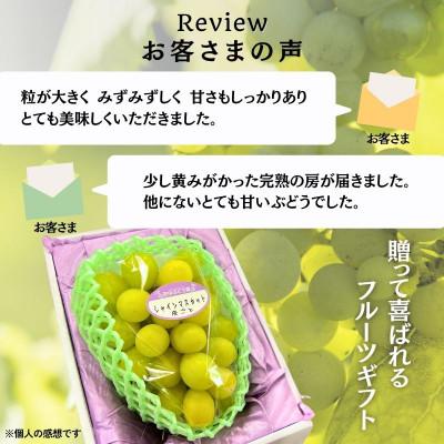 ふるさと納税 河内長野市 【2026年9月上旬〜順次発送】田中ぶどう園の厳選朝採りシャインマスカット  約600g 1房 |  | 02