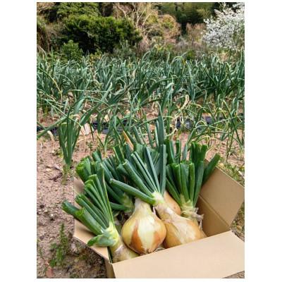 ふるさと納税 牟岐町 徳島県の小さな島 出羽島の玉ねぎ てばたま3kg