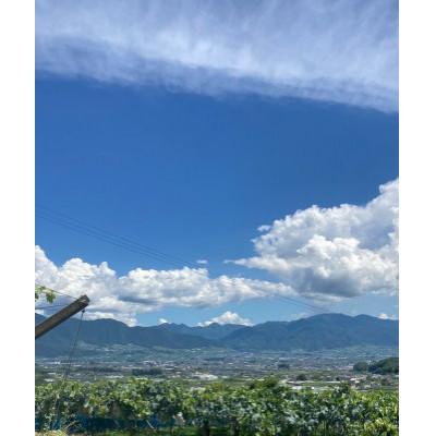 ふるさと納税 山梨市 【2026年8月より発送予定】ピオーネ6〜8房(約4.0kg)の画像