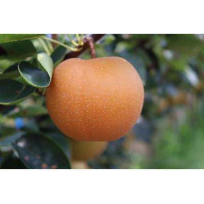 ふるさと納税 近江八幡市 [先行予約][数量限定]淡海なし 香麗 3kg箱入り(サイズ:2L〜7L 5〜10個入り)