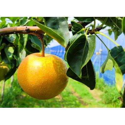 ふるさと納税 近江八幡市 [先行予約][数量限定]淡海なし 幸水 3kg箱入り(サイズ:2L〜7L 5〜10個入り)