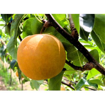 ふるさと納税 近江八幡市 [先行予約][数量限定]淡海なし 凜夏 3kg箱入り(サイズ:2L〜7L 5〜10個入り)