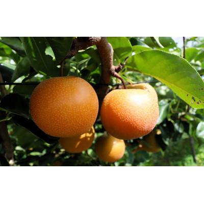 ふるさと納税 近江八幡市 [先行予約][数量限定]淡海なし 豊水 3kg箱入り(サイズ:2L〜7L 5〜10個入り)