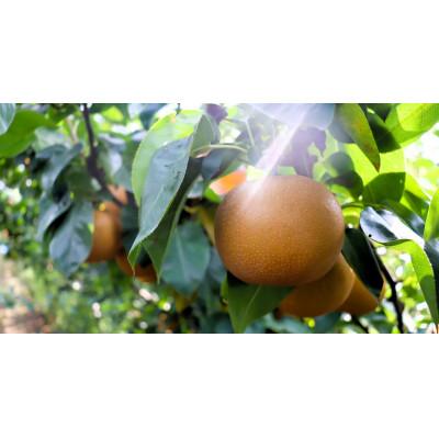 ふるさと納税 近江八幡市 [先行予約][数量限定]淡海なし 秋月 3kg箱入り(サイズ:2L〜7L 5〜10個入り)