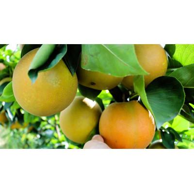 ふるさと納税 近江八幡市 [先行予約][数量限定]淡海なし 甘太 3kg箱入り(サイズ:2L〜7L 5〜10個入り)