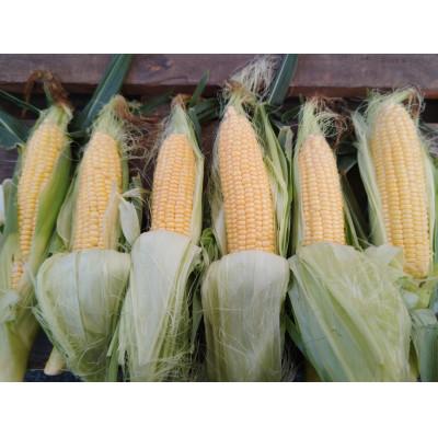 ふるさと納税 田原市 とうもろこし(イエロー)4kg