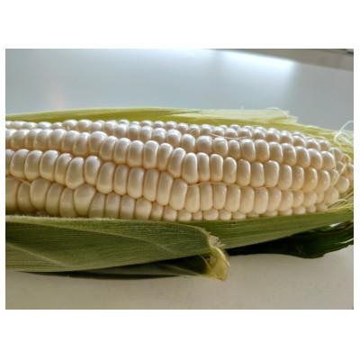 ふるさと納税 田原市 とうもろこし(ホワイト)4kg