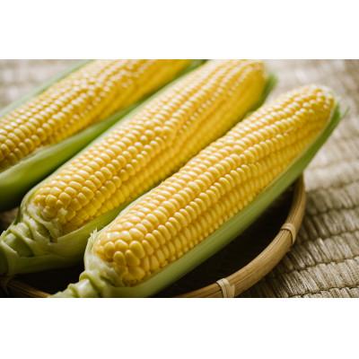 ふるさと納税 信濃町 信州信濃町朝採り直送凄甘フルーツコーン「ゴールドラッシュ」5本