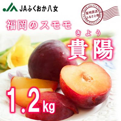ふるさと納税 八女市 [福岡のスモモ](貴陽1.2kg)JAふくおか八女より産地直送※6月下旬〜7月中旬頃順次発送予定