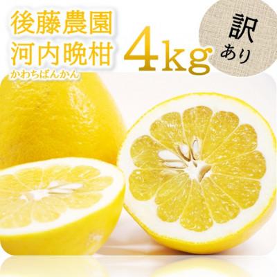 ふるさと納税 玉名市 [訳あり]後藤農園の河内晩柑 約4kg(玉名市)