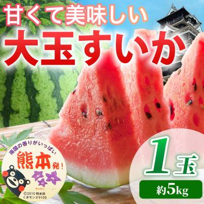 ふるさと納税 合志市 [先行予約] 熊本県産 甘くて美味しい!! 大玉すいか 1玉 L以上 約5kg以上(合志市)