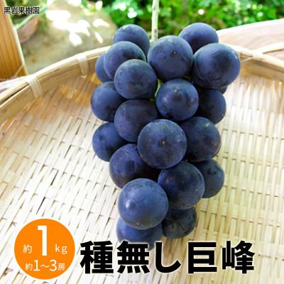ふるさと納税 長野県 【2026年発送】種無し巨峰 約1kg (約1〜3房) 《黒岩果樹園》 | 