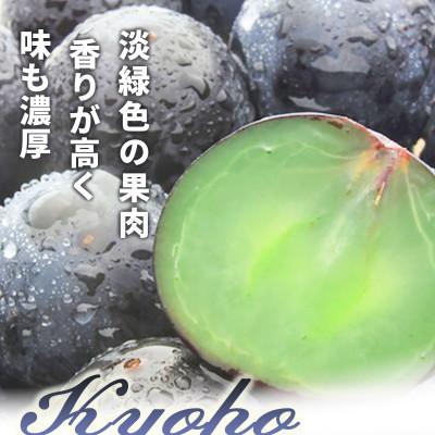 ふるさと納税 長野県 【2026年発送】種無し巨峰 約1kg (約1〜3房) 《黒岩果樹園》 |  | 01