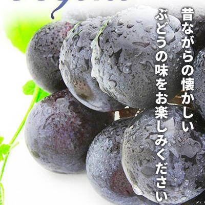 ふるさと納税 長野県 【2026年発送】種無し巨峰 約1kg (約1〜3房) 《黒岩果樹園》 |  | 02