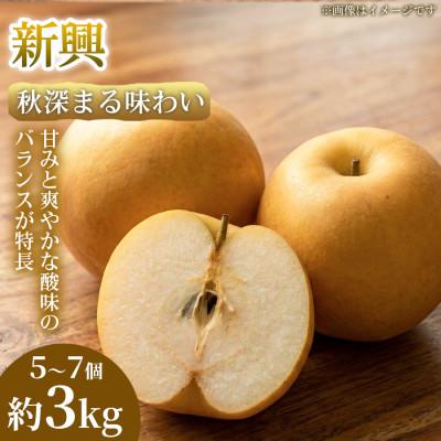 ふるさと納税 錦町 [秋深まる味わい]熊本県産 新興 5~7個(約3kg)1箱
