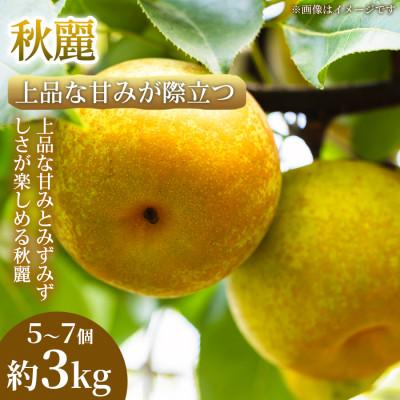 ふるさと納税 錦町 [上品な甘みが際立つ]熊本県産 秋麗 5~7個(約3kg)1箱