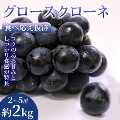 ふるさと納税 錦町 [圧巻の大粒]食べ応え抜群グロースクローネ 2~5房(約2kg) 1箱