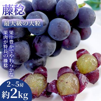 ふるさと納税 錦町 [最大級の大粒]熊本県産 藤稔|果汁あふれる黒ぶどう 2~5房(約2kg) 1箱