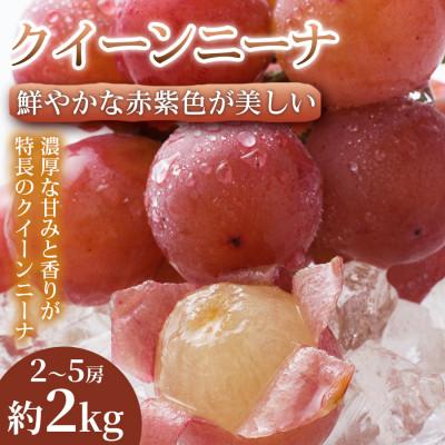 ふるさと納税 錦町 [贈答に最適]鮮やかな赤紫色が美しい熊本県産クイーンニーナ 2~5房(約2kg) 1箱