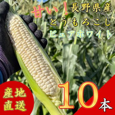 ふるさと納税 長和町 [先行予約] 長野県長和町産 黒耀水育ちのあまいとうもろこし 人気品種「ピュアホワイト」10本入り
