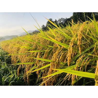 ふるさと納税 村上市 【新米受付・令和8年産米】新潟県村上市産 特別