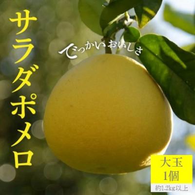 ふるさと納税 三豊市 「サラダポメロ」大玉1個(約1.2kg以上)×1箱