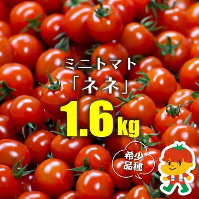 ふるさと納税 富津市 ミニトマト「ネネ」1.6kg(200g×8パック) BU-7