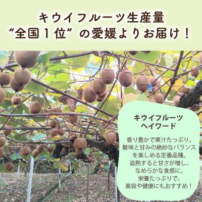 ふるさと納税 松山市 キウイフルーツ ヘイワード 約1.5kg 産地直送 |  | 02