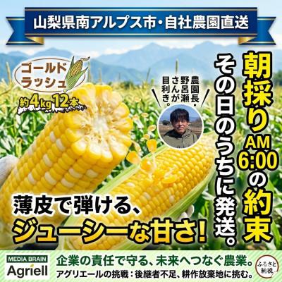 ふるさと納税 南アルプス市 [2026年発送先行予約]山梨県産朝採れ とうもろこし(ゴールドラッシュ)12本入り