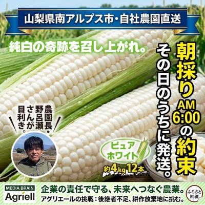 ふるさと納税 南アルプス市 [真っ白な甘さの衝撃!]ジューシーな白いとうもろこし『朝採れピュアホワイト』その日のうちに発送します