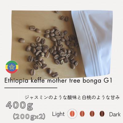 ふるさと納税 筑後市 エチオピア カッファ マザーツリー ボンガ G1 (浅煎り)200g×2