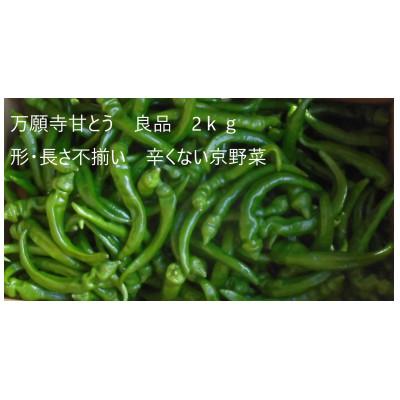ふるさと納税 綾部市 「訳あり品」万願寺甘とう 2kg