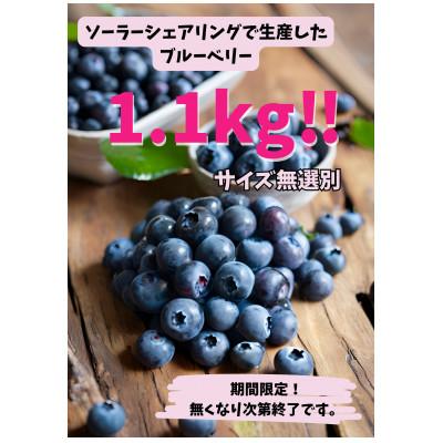 ふるさと納税 香取市 [予約]生ブルーベリー 訳ありサイズ無選別1.1kg 千葉県香取市産 ソーラーシェアリングで生産