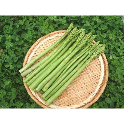 ふるさと納税 白馬村 アスパラガス 500g
