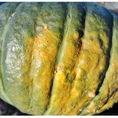 ふるさと納税 遠野市 【4種のブランド栗かぼちゃ】食べごろ(10kg)栽培期間中農薬不使用  / 遠野もぐもぐカントリー |  | 03