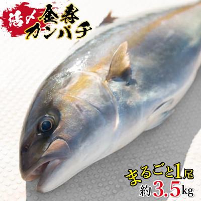ふるさと納税 延岡市 金寿カンパチ 1尾 約3.5kg[結城水産]